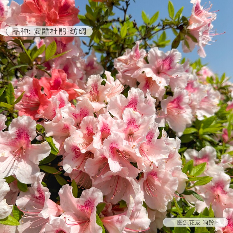 安酷杜鹃花盆栽四季开花老桩大苗图片