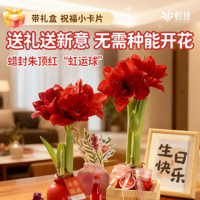 奇趣生日礼物朱顶红蜡球无需养护