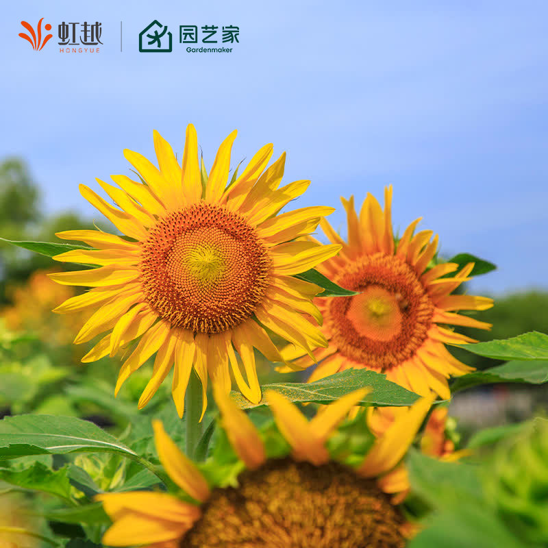 虹越花卉种子四季景观种子