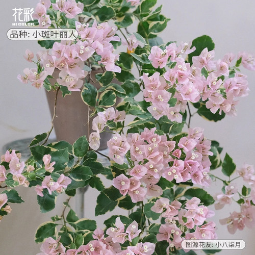 暗斑丽人三角梅四季开花盆栽爬藤