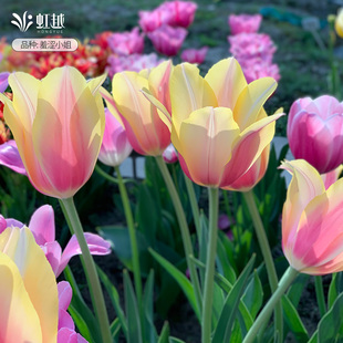 羞涩小姐郁金香种球自然球进口花种球根花园阳台种植耐寒花卉虹越