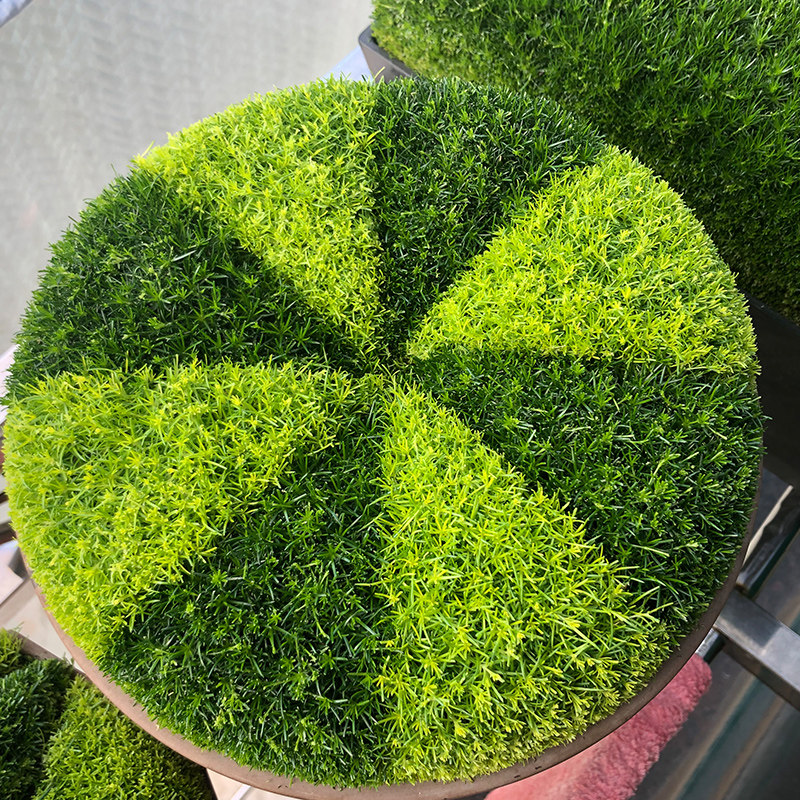 花彩爱尔兰珍珠草盆栽护盆草阳台趣味庭院草坪铺地铺面草耐阴耐寒