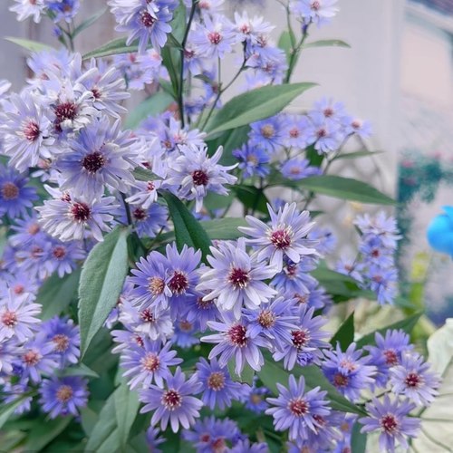 花彩非洲菊花紫菀多年生耐热花卉