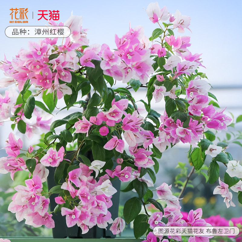 花彩阳台三角梅夏季杜鹃图片
