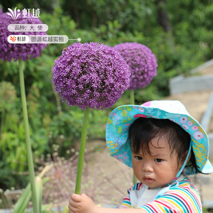 荷兰进口大花葱种球根庭院阳台花卉花球大使球王花卉多件多折虹越