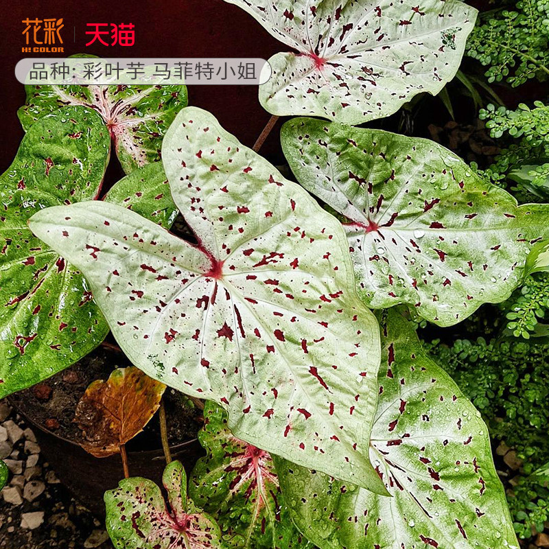 米菲小姐进口彩叶芋种球阳台热植图片