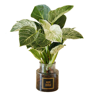 花彩桌面懒人水培植物办公室内好养活玛丽安客厅书房装饰绿植摆件