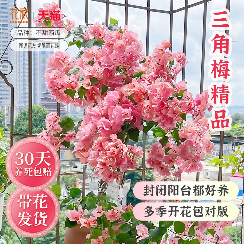 花彩三角梅盆栽阳台室内四季开花