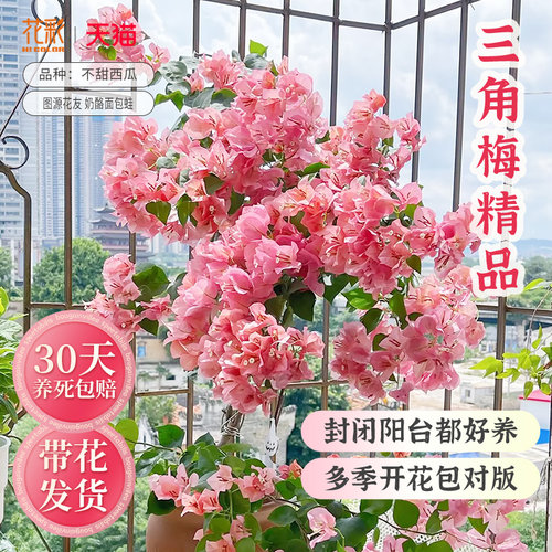 花彩三角梅盆栽阳台室内四季开花