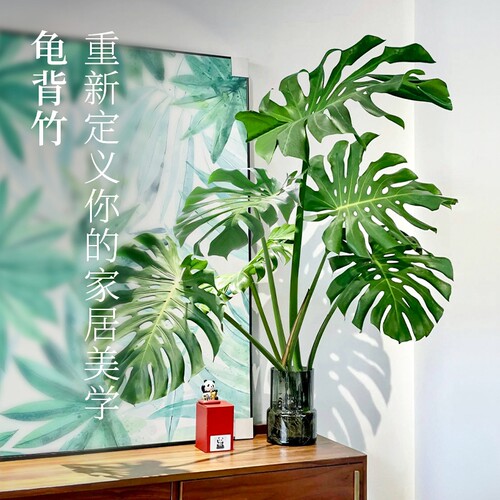花彩老桩龟背竹水培植物室内好养