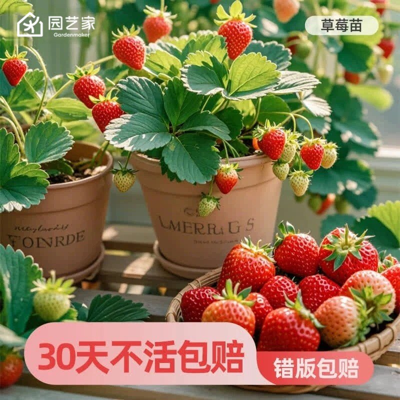 园艺家草莓苗秧盆栽四季结果果树苗黑珍珠建德白露真红美玲隋珠