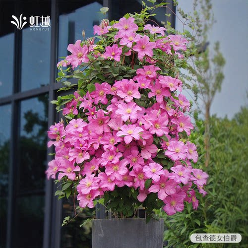 铁线莲花苗重瓣大花攀援爬藤花
