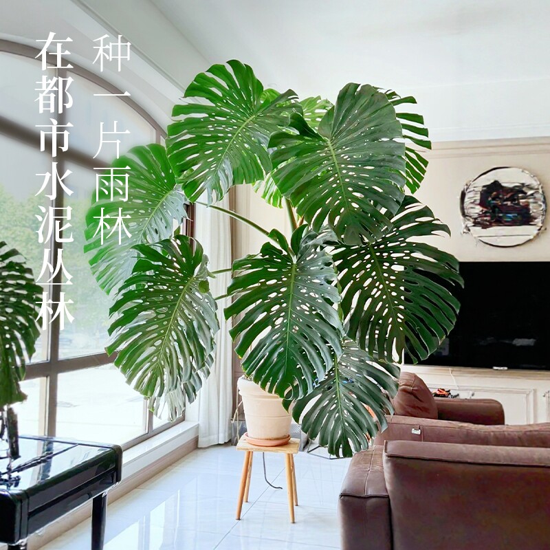 花彩水培龟背竹盆栽老桩室内绿植图片