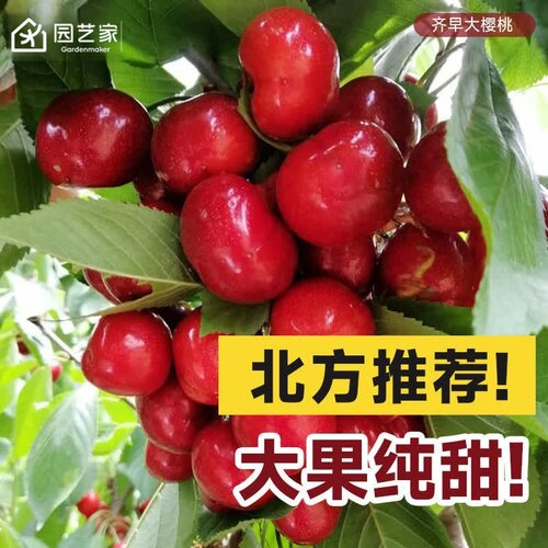 虹越车厘子北方种植盆栽果树