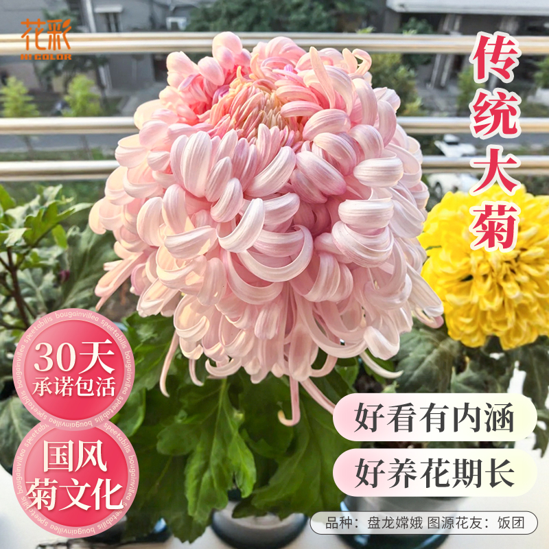 花彩传统大菊花盆栽阳台国菊花苗庭院种植多年生耐寒独本菊花期长