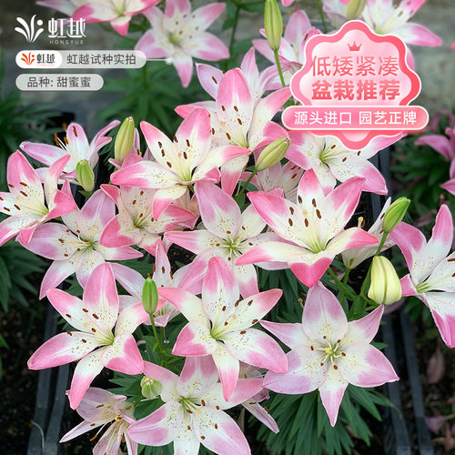虹越百合种球适合盆栽