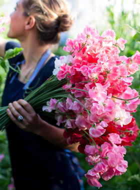 虹越萌吖吖鲜切花种籽子洋桔梗满天星勿忘我香豌豆阳台盆栽春播草
