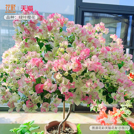 花彩重瓣三角梅四季开花绿樱带花漳红樱室内阳台花树大苗耐热