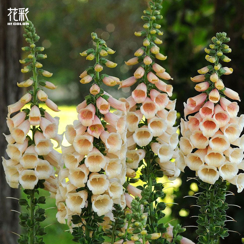 花彩毛地黄花苗盆栽群植线性植物庭院阳台花境耐寒多年生爆花期长