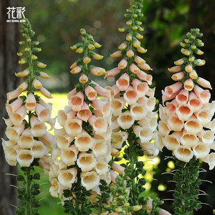 花彩毛地黄花苗盆栽群植线性植物庭院阳台花境耐寒多年生爆花期长