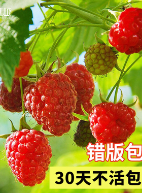 虹越树莓苗覆盆子果苗盆栽水果树阳台南方北方种植多年生耐热耐寒