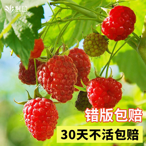 树莓覆盆子苗多年生耐热耐寒