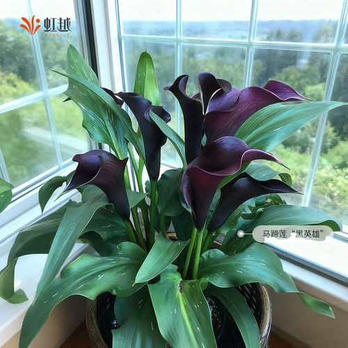 虹越旗舰店春季马蹄莲多年生