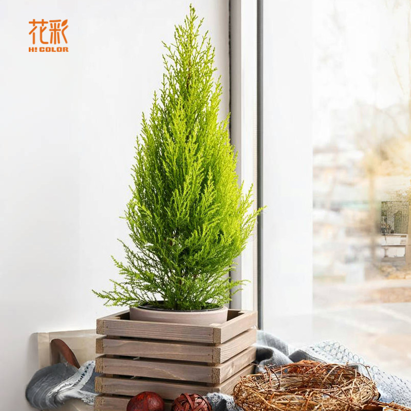 虹越小香松桌面盆栽四季常绿植阳台松树苗圣诞树节日装饰气味清新,鲜花速递/花卉仿真/绿植园艺,绿植,淘宝优惠券,粉丝福利购,淘宝优惠卷