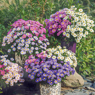 虹越菊花盆栽花境多年植物懒人盆栽地栽宿根荷兰菊紫菀伊娃菊花苗