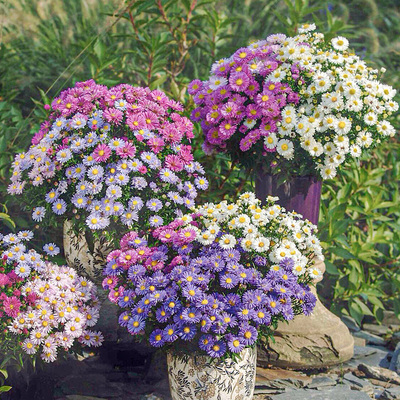 菊花盆栽宿根荷兰菊紫菀菊花苗