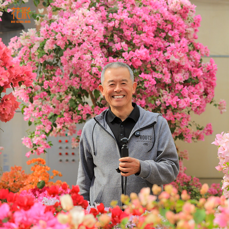 花彩三角梅高飘小型游龙款卡亚塔多季开花树盆栽精品大苗爬藤老桩