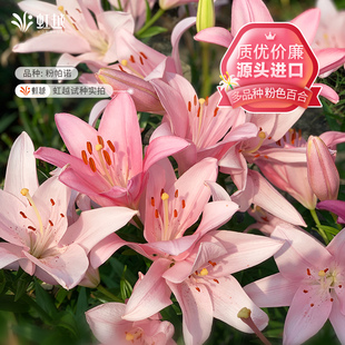 粉色秋百合种球虹越单重瓣进口香水百合阳台盆栽粉帕诺瓦雷泽易养