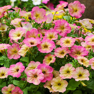 虹越萌吖吖进口草花种籽子矮牵牛花长春花凤仙阳台盆栽庭院春秋播