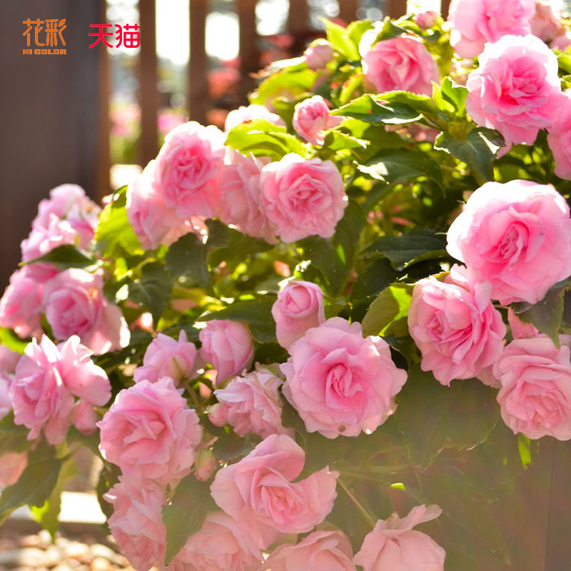 花彩重瓣凤仙苗盆栽阳台种植草花园易爆花期长耐热垂吊多年生花卉