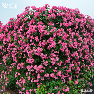 虹越月季 花苗朱丽叶安吉拉粉龙莫妮卡戴维大苗爬藤本灌木盆栽苗