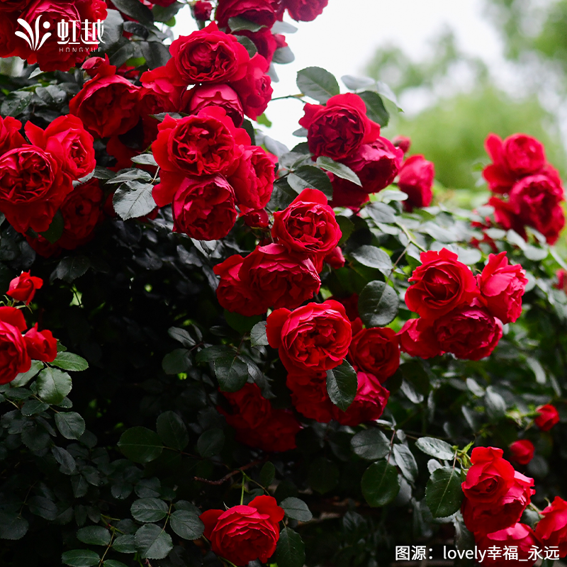 虹越爬藤爬墙拱门月季