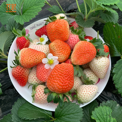 花彩草莓大苗盆栽香野红颜香甜