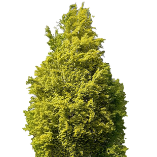 虹越进口水青冈盆栽苗庭院景观种植多年生观叶木本植物耐热耐寒
