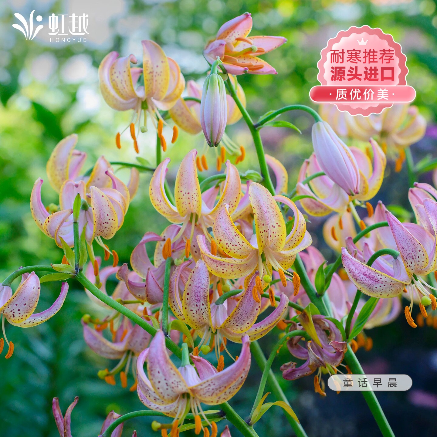 虹越百合花种球耐寒多年生进口图片