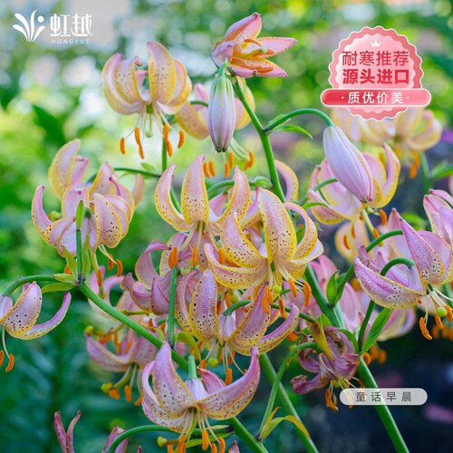 虹越百合花种球耐寒多年生进口