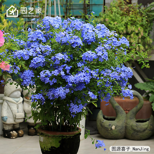 园艺家蓝雪花白雪花盆栽花苗棒棒糖阳台耐热夏季爆花爬藤垂吊小苗