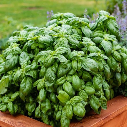 萌吖吖罗勒种籽西餐配菜香料佐料