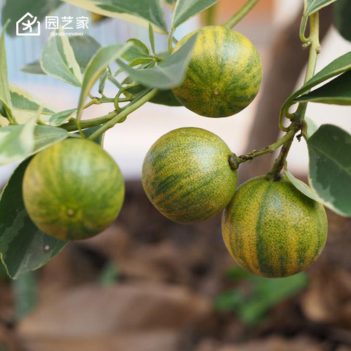 花叶小青柠奶茶柠檬果树盆栽园艺家柠檬树苗四季庭院阳台果苗好养