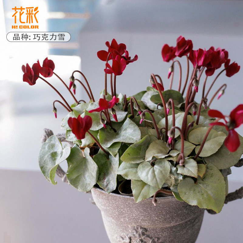 花彩新品仙客来盆栽带花苗巧克力雪办公室内阳台好养活耐寒花量大