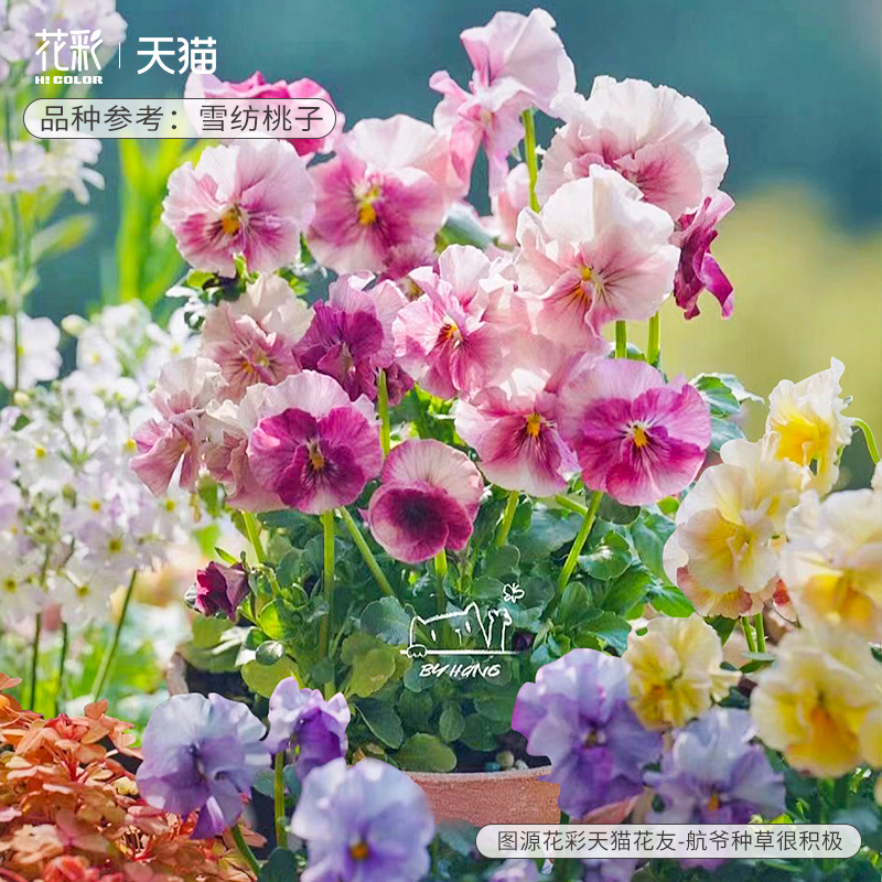 花彩粉色角堇花盆栽阳台爆花耐寒