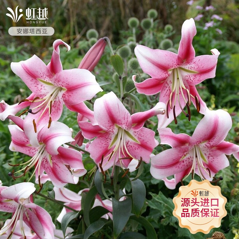 进口百合种球虹越多品种易养球根图片
