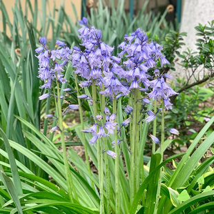蓝铃花种球根进口野风信子花园阳台耐寒多年生多件多折虹越现货