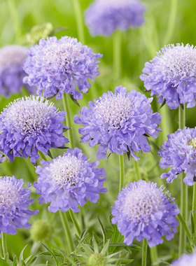 花彩蓝盆花盆栽切花干花素材阳台花园庭院多年生四季开花新手好养