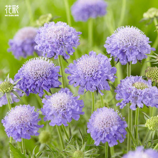 花彩蓝盆花盆栽切花干花素材阳台花园庭院多年生四季开花新手好养