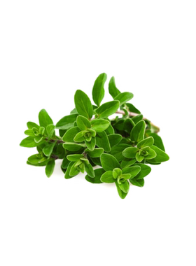 可食用香草百里香多年生草本植物